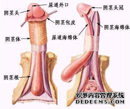 ���԰�Ƥ��ͷ�׵ķ����ź�