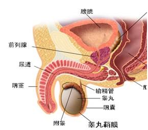 С����Ϊʲô�Ỽ�ϸ�غ��